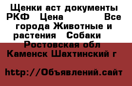 Щенки аст документы РКФ › Цена ­ 15 000 - Все города Животные и растения » Собаки   . Ростовская обл.,Каменск-Шахтинский г.